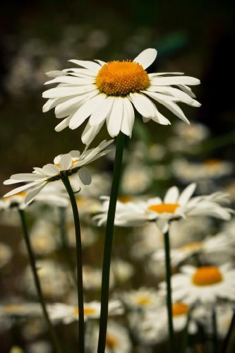 ARABIA エステリ \"Chrysanthemum leucanthemum\" 565358_1427_chryzantema_4.jpg