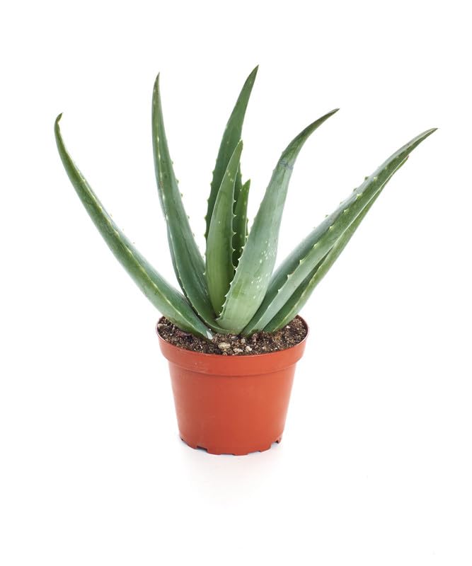 Aloe vera live plant big leaves Pack of 1 (B0CR6NRDD5) Amazon Price History, Amazon Price Tracker