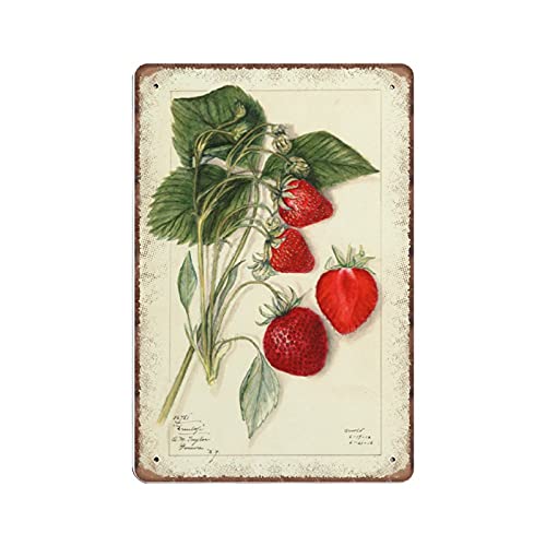 DAIERCY Vintage Strawberry Botanical Tin Signs, 1912 Mary Daisy Arnold, Kitchen Restarant Antique Theme Metal Sign Plaqu Wall Art Pub Bar Kitchen Garden Bathroom Home Decor, 140x200 mm