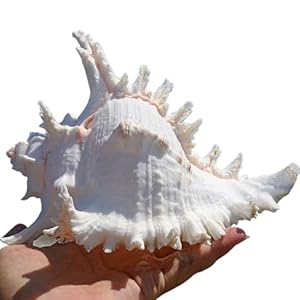 Chaasdeom Muschelhorn 66886, natürliche große Muscheln