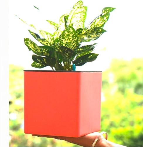 Image of Indian Discovery Self Watering Tabletop Planter| Flower Pots for Home, Terrace, Balcony, Garden Decor Flower Pots(1 PC, Baby Pink, Square) |6 Inch UV-Resistant Plastic Plant Pots