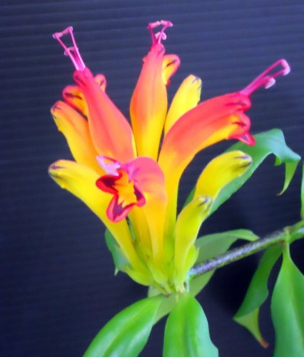 Black Pagoda Lipstick Vine 4" Pot - Aeschynanthus marmoratus - Black Pagoda Lipstick Vine 4" Pot - Aeschynanthus marmoratus -