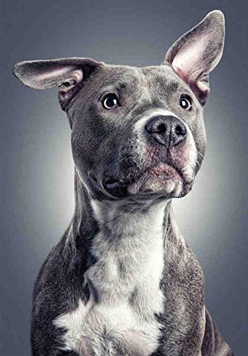 1000 Pieces Jigsaw Puzzles for Adults Pit Bull Bulldog Classic Puzzle Game DIY Kit Wooden Toy Unique Gift Home Decor for Teen Unique Difficult and