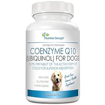 dogs socks and shoes