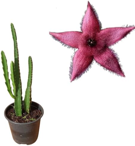 Muda De Cacto Estrela Stapelia Astrophytum Planta Hirsuta