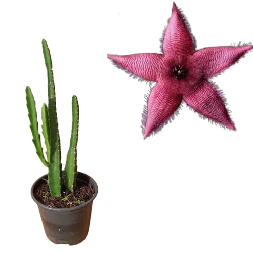 Muda De Cacto Estrela Stapelia Astrophytum Planta Hirsuta