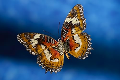 Nikon Nikkor Z MC 105mm F2.8 VR Macro + Ebook 'Devenez Un Super Photographe - vue 5