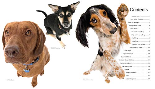 The Dog: Finding Your Forever