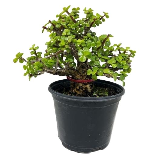 Jade Plant Live Plant Pack of 1 Beautiful Indoor Succulent Plant for Home Decor & Garden Decoration Green Free Size-picture-52