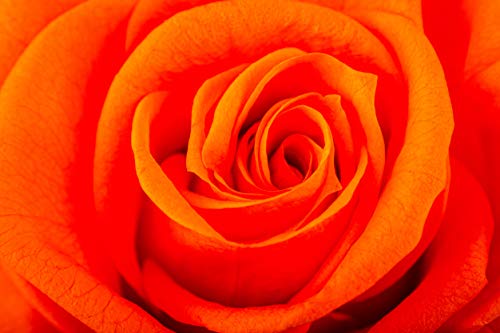 Rosen-Te-Amo | Infinity Rosen am Stiel Orange Rosenduft | Echte Rose Geburtstagsgeschenk für Frauen, Ewige Rose in Geschenkbox| Konservierte Blume zum Weihnachten, Valentinstag, Mama, Deko Geschenk