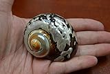 Small South Africa Sarmaticus Turbo Hermit Crab Sea Shell 2