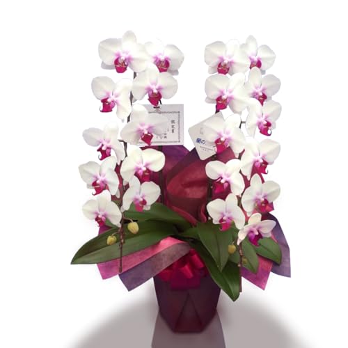 Ӓ ~fB  2{ 18ֈȏ  A Mtg (ԃbv)  JX J j JXj җ Ê Ď a @ @v       m m