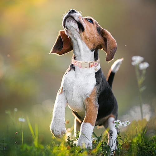 ARING PET Sommer Hundehalsband, Hundehalsband mit Bunten Blumen Bedruckt, Baumwolle Blume Halsband mit Quick Release Kunststoffschnalle für Jungen und Mädchen Hunde