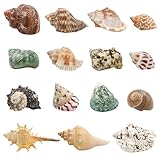 ECVLRTK 15 Pcs of Medium and Large Hermit Crab Shells Natural Conch Size 1.6-3.5 in, Opening Size 0.6-1.8in. Growth Turbo Shells Suitable for Natural Hermit Crab Supplies Conch Ornaments