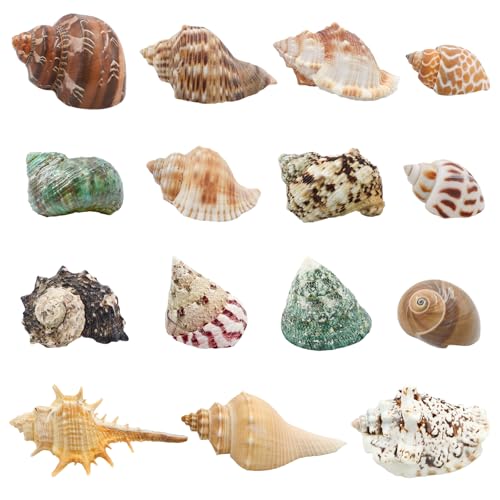 ECVLRTK 15 Pcs of Medium and Large Hermit Crab Shells