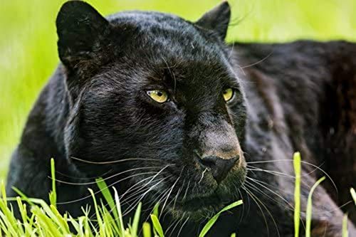 Puzzle da 1000 pezzi, pantera nera, puzzle per