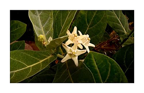 10 x Calotropis Gigantea White Crown Flower Madar Shrub Plants Seeds ID277 Seeds Plants Shop Seed Bench Pullingen Patrik Ipsa