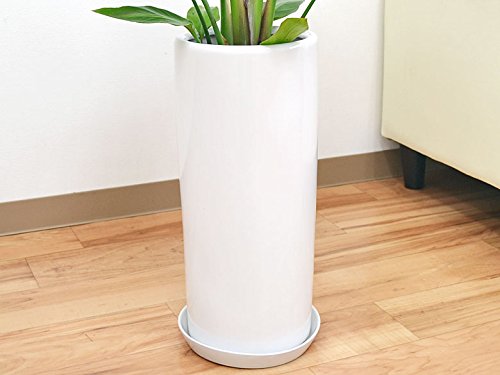 Amazon｜観葉植物 ストレリチア・オーガスタ 円柱形陶器鉢植え 7号