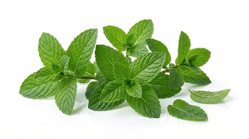 Semi di Menta 6g | Sementi di Menta Aromatica | Pianta Aromatica Profumata per Orto, Vaso e Balcone | Semi da Orto Alta Germinazione | Ideali per Cucina, Tisane e Giardinaggio Domestico