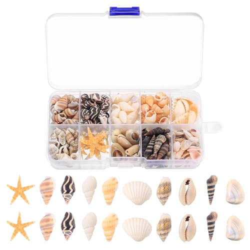 1 Box/ca. 220 StückMuscheln zum Basteln, Natürliche Muscheln Deko Muscheln mit Seestern, Meeresmuscheln Gemischte, Seesterne Decor für Vase Füller...