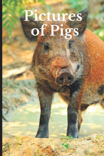 Pictures Of Pigs: Funny White Elephant, Secret Dirty Santa Gift, (Stupid Gifts Ideas)