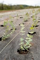 EraGreen reißfeste Unkrautfolie 10m x 1m | UV-stabil und wasserdurchlässig | Bodengewebe 100g/m² | Gewebefolie | Gartenfolie | Unkrautvlies | Gartenvlies – Ansicht 7