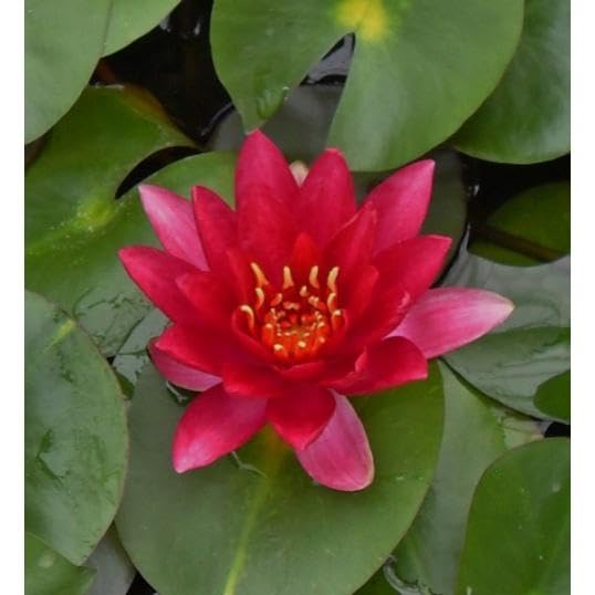 Decorative Pond Water Lily Bulb Online - pack of 2 | Premium Quality, Water Lily-image-39