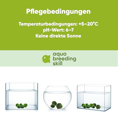 AquaBreedingSkill – Große Größe 4–5 cm – Set aus 3 Marimo Moosbällen – Lebende Aquariumpflanze - Natürlicher Biologischer Filter Umweltfreundliche Dekoration für Garnelen und Fische