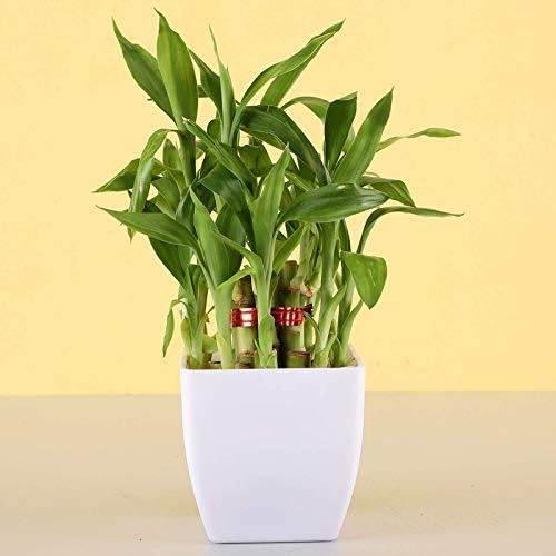 PlantaZee Vibrant Air Purifying 2 Layer Lucky Bamboo Plant in Plastic Pot (Green, White) (B08HM5GSXL) Amazon Price History, Amazon Price Tracker