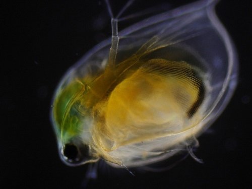 MICROSCOPIO DE CAMPO OSCURO MICROSCOPIO ESTÉREO DIAGNÓSTICO CONDENSADOR MK9