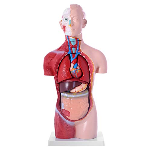 人体模型 ユニセックスモデル 人体解剖図 内臓 標本 パーツ取り外し可能 教材 学校 病院 GX-207