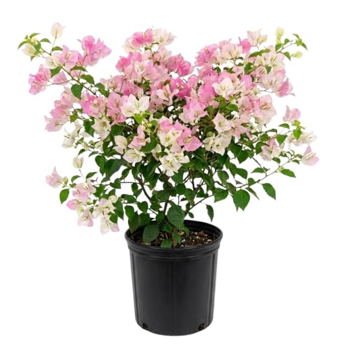 Set 2 Bougainvillea Plant Live, Trailing Flowering Vine, Well Rooted Bougainvillea, Outdoor Garden or Patio (Cream Pink)