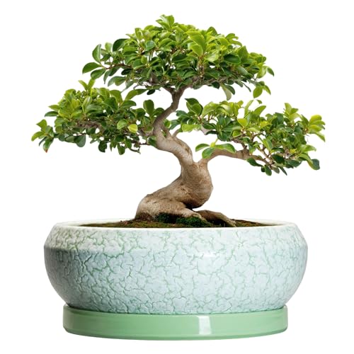 EPFamily Bonsai Pots - 13 Inch Ceramic Succulent Pots for