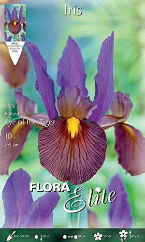 BULBI AUTUNNALI IRIS HOLLANDICA EYE OF THE TIGER CONFEZIONE DA 10 BULBI BULBS BULBES