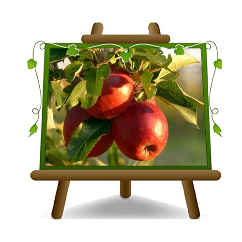 EURO PLANTS VIVAI Pommier Super Starking plante fruitière ancienne en pot 26 cm hauteur maximale 180 cm - Âge 4 ans