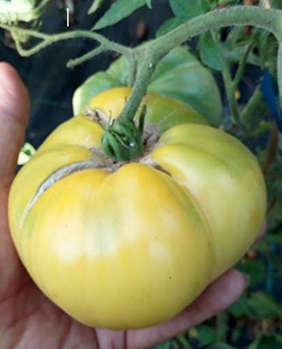 Semi pomodoro--3 varieta'-- bistecca-great