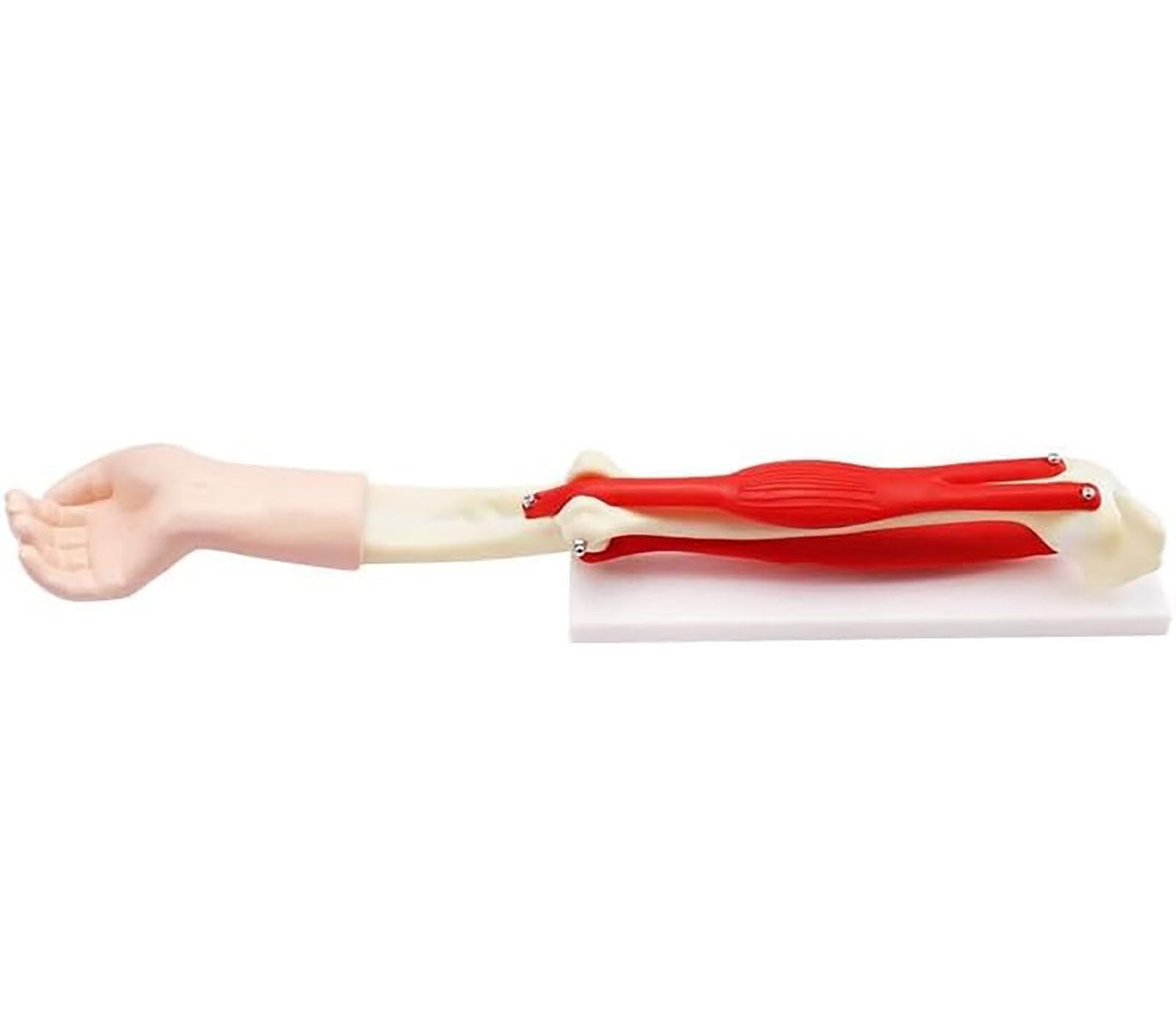 Model stawu łokciowego z mięśniami, replika anatomii ludzkiego ciała, model normalnego umięśnionego ciała, narzędzie edukacyjne do nauki, pomoce dydaktyczne
