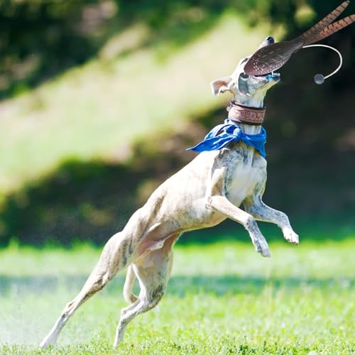 Bird Launcher Hundetraining Simulierte Truthahn Dummy Launcher Hund Training Bite Resistant Hundetraining Spielzeug Fun Hunde Interaktive Spielzeug Jagd Retriever Hund Training Accessoires