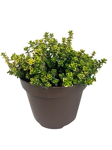 Tomillo Limón Planta Natural de Exterior - Maceta de 13 cm - Plantas Aromáticas Naturales Tomillo Limonero
