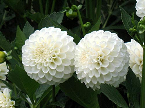 Dahlia Seeds Compound Petals Multi-Color Mixed Individually Packaged （1000+ Outdoor Garden Potted Plants Non-Gmo) #TOP3