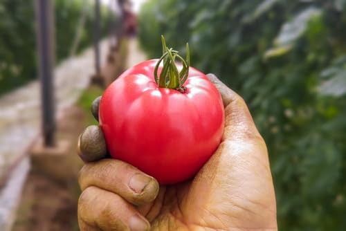 [先行受付] 栄養たっぷり トマト農家片野さんちの完熟トマト「れおん」 4kg|野菜 トマト とまと [0932]