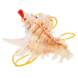 EXQUIMEUBLE Muschelhorn GF2 Dekorative Muschelpfeife