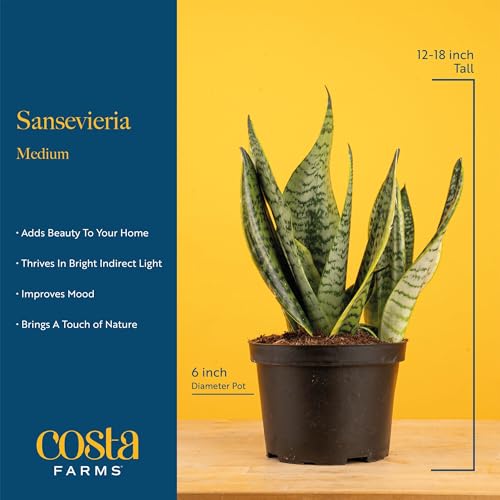 Image of Costa Farms Snake Plant, Mother-in-Law's Tongue Live Plant in Decorative Pot, Large Easy to Maintain Indoor Succulent Houseplant Assorted Variety, Home, Room, or Office Decor, 12-20 Inches Tall