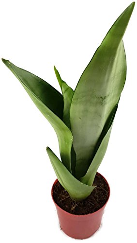 Preisvergleich Produktbild Sansevieria trifasciata"Moonshine", silberner Bogenhanf - sehr schöne Sukkulente / Sanseverie - dekoratives Dickblatt - pflegeleichte Zimmerpflanze