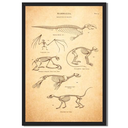 Vintage Mammalia Skeletons Poster Canvas Wall Art Print, Antique Animal