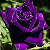 Rosa Híbrida/Rosa/Rizoma/Resistente al Frío/Decorativa/Jardín/En Maceta/Fácil de Cuidar-1 Rizoma-F