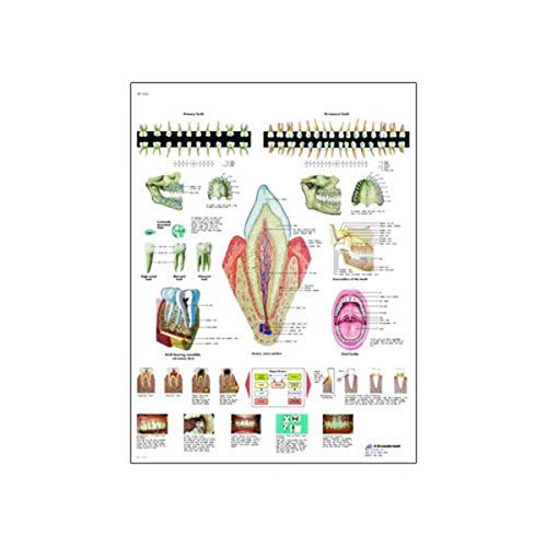 Image of 3B Scientific VR3263L Glossy UV Resistant Laminated Paper La Dentadura Anatomical Chart (The Teeth Anatomical Chart, Spanish), Poster Size 20 inch Width x 26 inch Height, Yellow
