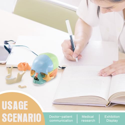 Image of New Anatomy Skull Model 15 Parts Human Color Exploded Skull Detachable | Mini Palm-Sized, Medical Dental Clinic Teaching Equipment, Learning with Color Study Manual