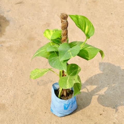 MS GARDEN STORE Plants Best Nursery Money Plant Green Big Leaf with (2 Ft) Moss Stick in 8 Inch Plant Nursery Bag-image-34