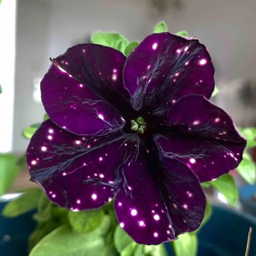 semi di petunia appesi Le da giardino roccioso sono resistenti di petunia petunia esotiche resistenti, balcone to perenne, 1000pcs